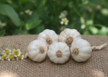 Những người không nên ăn tỏi