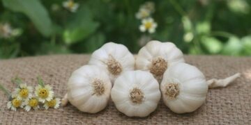 Những người không nên ăn tỏi