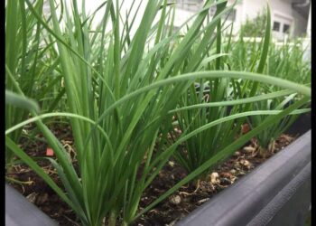 Chuẩn bị những dụng cụ trồng, đất trồng hẹ