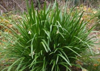 Cách trồng cây hẹ cho hiệu quả cao nhất