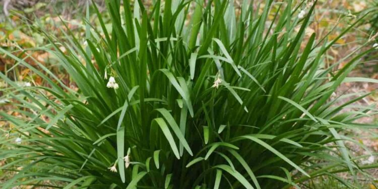 Cách trồng cây hẹ cho hiệu quả cao nhất