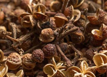 Vì sao hạt mắc khén Tây Bắc trở thành gia vị nổi tiếng?