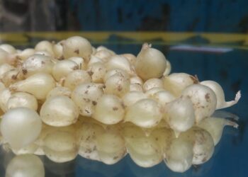 Lưu ý cần tránh khi ăn hành tăm