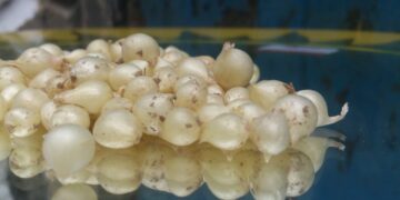 Lưu ý cần tránh khi ăn hành tăm