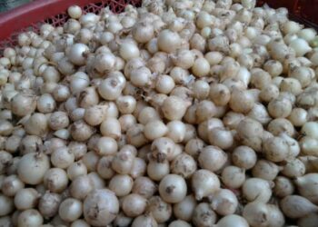 Sử dụng hành tăm nhiều có tốt không?