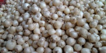 Sử dụng hành tăm nhiều có tốt không?