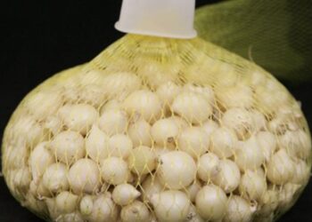 Bảo quản hành tăm với cát