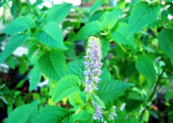 Rau kinh giới là rau gì?