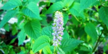 Rau kinh giới là rau gì?