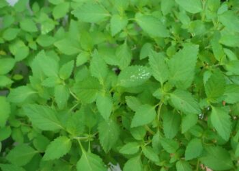 Xông hơi bằng lá kinh giới 