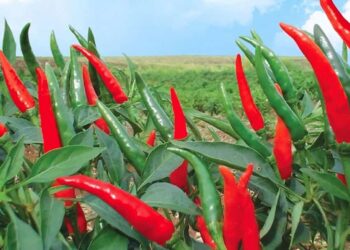Cây Ớt Là Gì? Tại Sao Ớt Lại Cay