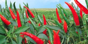 Cây Ớt Là Gì? Tại Sao Ớt Lại Cay