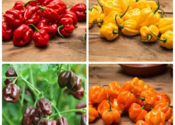 Người không nên ăn ớt