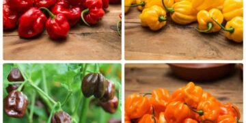 Người không nên ăn ớt