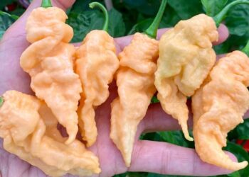 Sử Dụng Trong Nấu Nướng