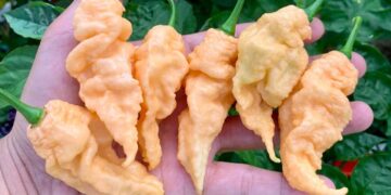 Sử Dụng Trong Nấu Nướng