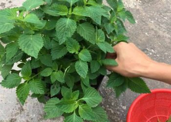 Đặc điểm của rau kinh giới