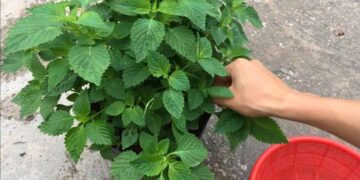 Đặc điểm của rau kinh giới