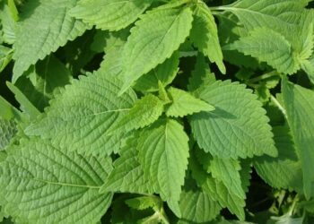 Điểm danh 5 tác dụng của rau kinh giới