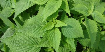 Điểm danh 5 tác dụng của rau kinh giới