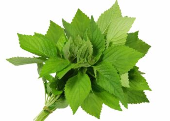 Bài thuốc dân gian từ rau kinh giới 