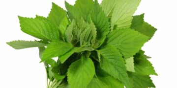 Bài thuốc dân gian từ rau kinh giới