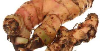 Đặc điểm của vị thuốc cao lương khương