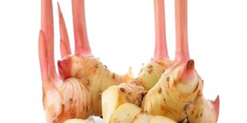 Củ riềng điều trị viêm khớp