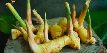 Củ riềng ngâm rượu chữa bệnh lang ben