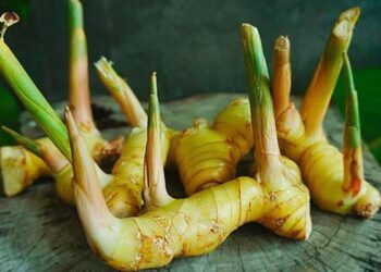 Dùng riềng không đúng cách làm bệnh nặng hơn