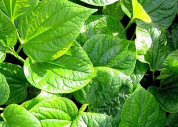 Đặc điểm của lá lốt