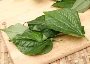 Tác hại của lá lốt đến sức khỏe con người