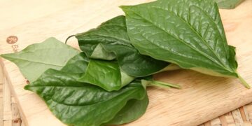 Tác hại của lá lốt đến sức khỏe con người