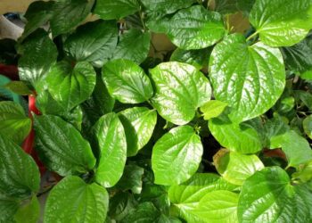 Tác dụng dược lý và chủ trị của lá lốt