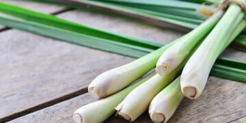 Khám phá 13 tác dụng của củ sả với sức khỏe