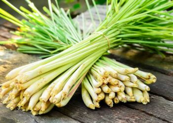 Tác dụng dược lý