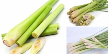 Đặc điểm của cây sả