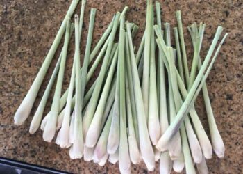 Cách trồng củ sả