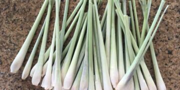 Cách trồng củ sả