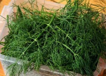 Cách bảo quản rau thì là giúp tươi lâu