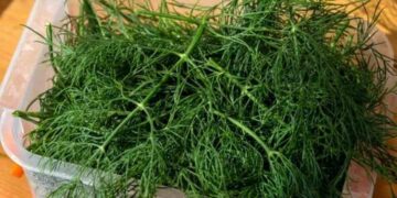 Cách bảo quản rau thì là giúp tươi lâu