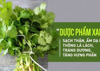 Lợi ích thần kì của câu rau mùi đối với sức khỏe