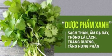 Lợi ích thần kì của câu rau mùi đối với sức khỏe