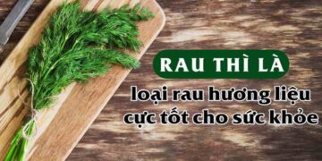 Các Công Dụng Chữa Bệnh Của Cây Thì Là 
