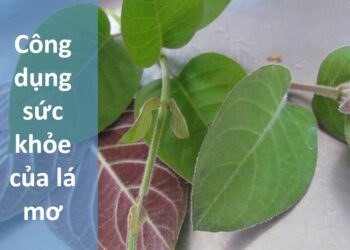 Công Dụng Sức Khỏe Của Lá Mơ