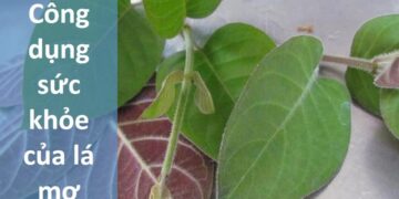Công Dụng Sức Khỏe Của Lá Mơ