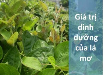 Giá trị dinh dưỡng của lá mơ