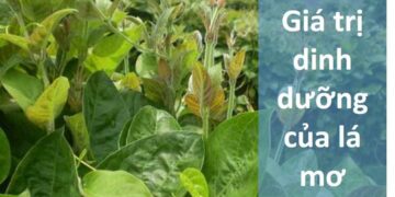 Giá trị dinh dưỡng của lá mơ