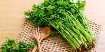 Những Lợi Ích Của Rau Mùi Đối với Sức Khỏe
