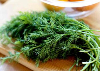 Cách chọn cây thì là tốt nhất để sử dụng